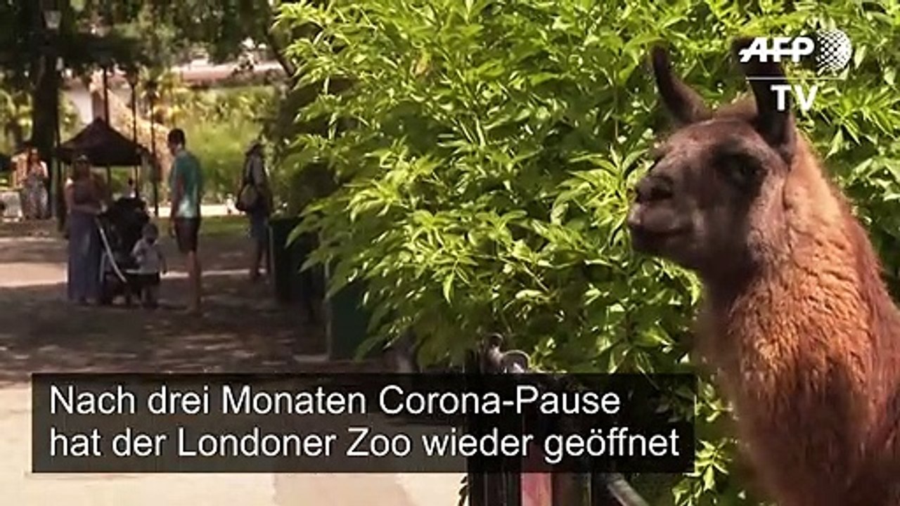 Große Freude über Wiedereröffnung von Londoner Zoo