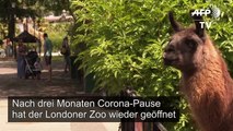 Große Freude über Wiedereröffnung von Londoner Zoo