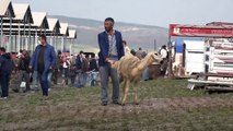 Şarkışla'da canlı hayvan pazarı yeniden açıldı - SİVAS