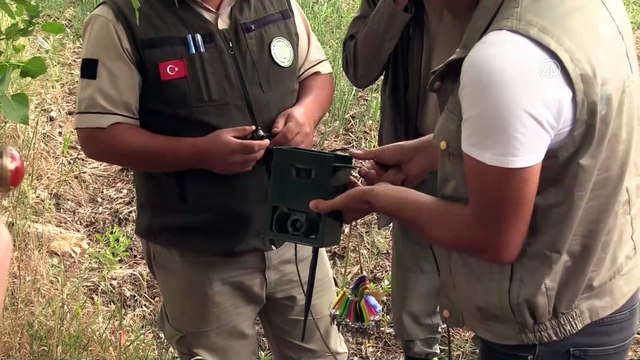 Doğa koruma ekipleri ile avcılar aslan izi sürdü - ÇORUM