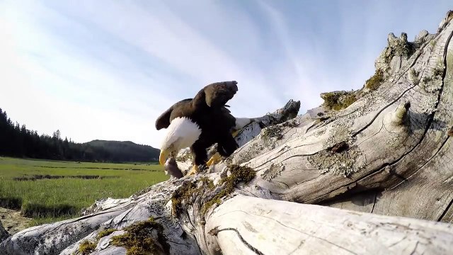 Un aigle vient lui voler sa GoPro