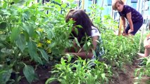 Öğretmen ve öğrencileri okul bahçesinde sebze üretiyor - SAMSUN