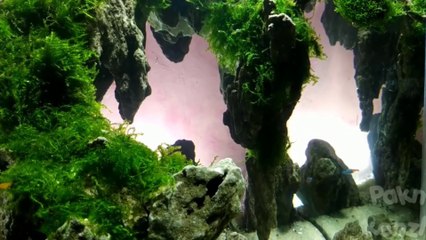 MAKE AN AQUASCAPE |58 NANOTANK TEMA AVATAR