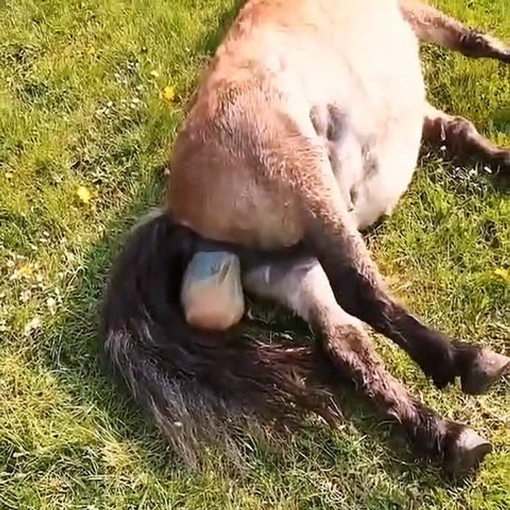 Film of Mother love  in nature