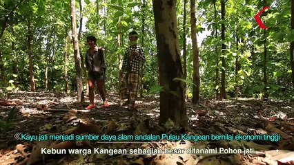 Kangean itu identik dengan Perhiasan Emas, Pohon Jati, dan Ayam Bekisar