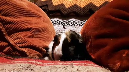 CAVIA PORCELLUS TURMERIC 20190719_072926