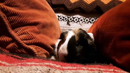 CAVIA PORCELLUS TURMERIC 20190719_073027