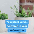 Buy plant online I Houseplants I Indoor Plants I Potted Plants Online