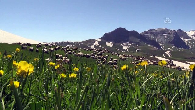 Dört mevsimin bir arada yaşandığı Berçelan Yaylası göçerleri ağırlıyor - HAKKARİ