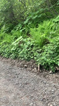 Feeding Bears in Alaska is Greatly Frowned Upon