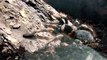 Mexican Red Knee Tarantula Molting Time-Lapse
