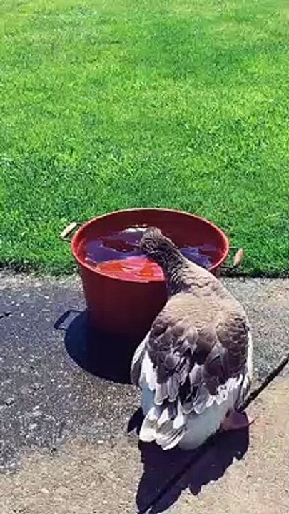 Goose Zoomies