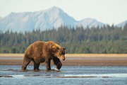 How to See Whales, Bears, Eagles and More Incredible Wildlife in Alaska