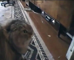 Talking cat - Funny animal Cat