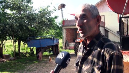 Aynı yuvayı beş yıldır kullanan leylekler, köyün "özel misafiri" oluyor - BARTIN