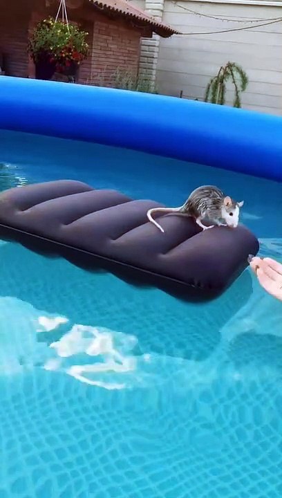 Rat Swimming Climbs onto Girl