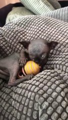 Meet Lucy, An Adorable Sphynx Cat That Looks Like A Bat Due To Rare Condition