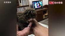 小石虎「卡田溝」動不了 熱心農民巡田救命