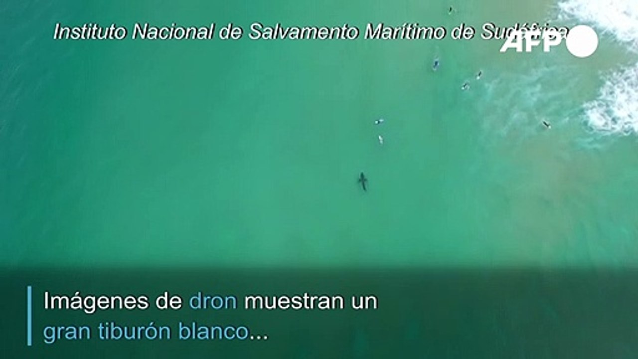 Tiburón al acecho