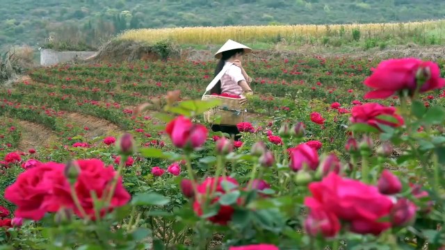 Amazing Chinese Cooking Unique Delicacy Food - Dianxi 2020