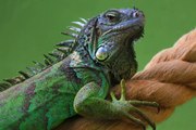 A Florida Restaurant Failed Its Health Inspection for Storing a Dead Iguana in Freezer