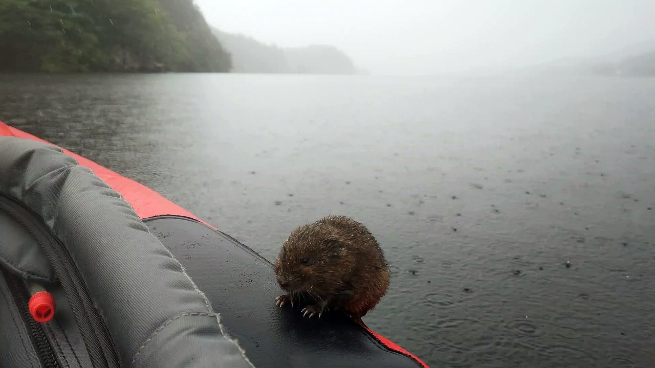 Rare Water Vole Jumps into Kayak for a Rest