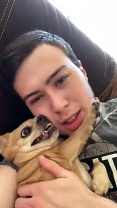 Dog Sending Mixed Signals