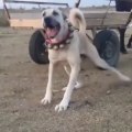 4*4 ANADOLU COBAN KOPEGi - 4*4 ANATOLiAN SHEPHERD DOG