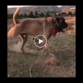 4*4 DEV MALAKLI COBAN KOPEGi - GiANT ANATOLiAN MALAKLI SHEPHERD DOG