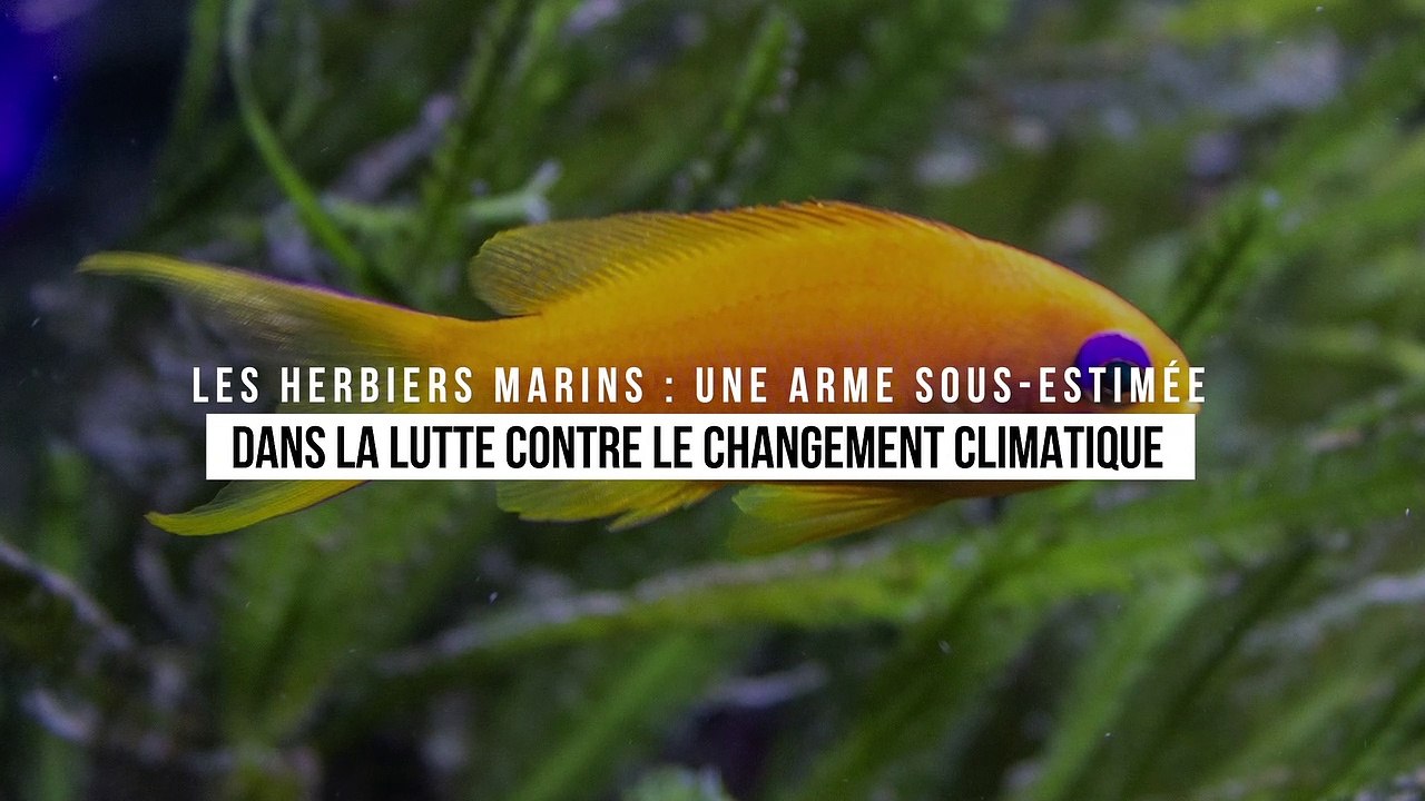 Les herbiers marins : une arme sous-estimée dans la lutte contre le changement climatique