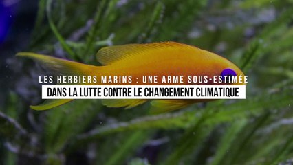 Les herbiers marins : une arme sous-estimée dans la lutte contre le changement climatique