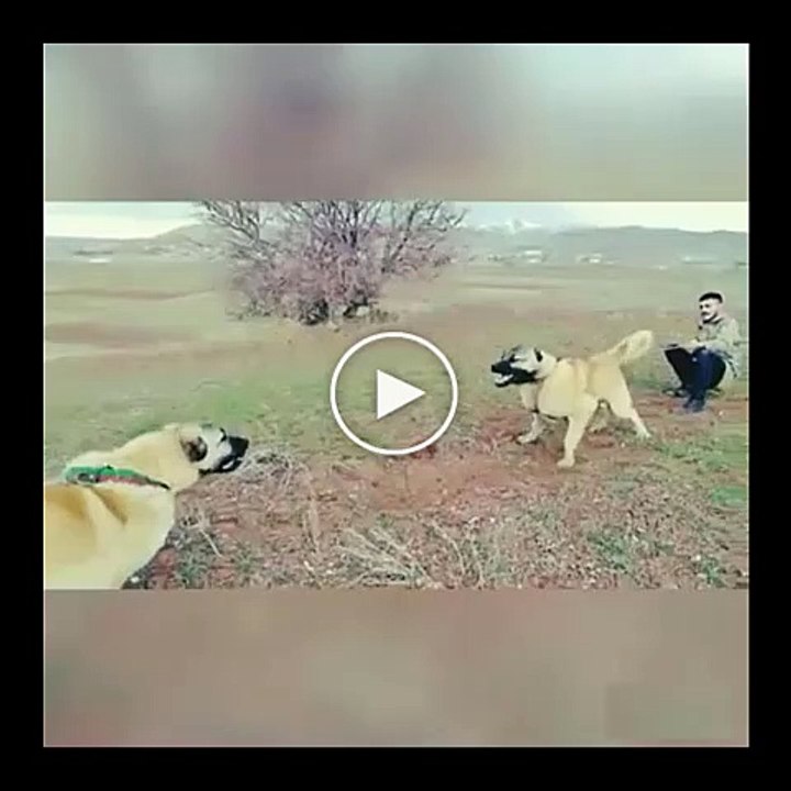 SiVAS KANGAL KOPEKLERi ATISMA - SiVAS KANGAL DOG vs