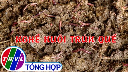 Khởi nghiệp xanh: Nghề nuôi trùn quế