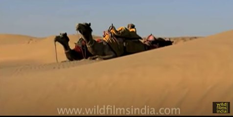 Thar : The Great Indian Desert