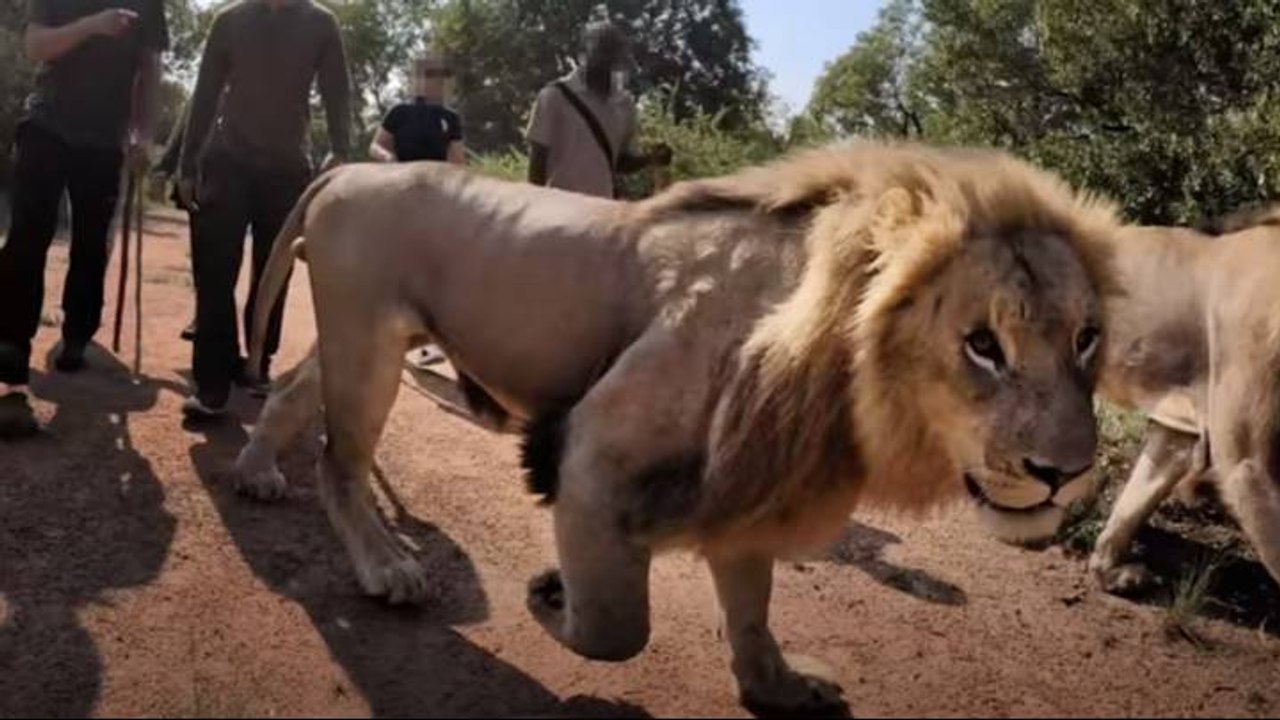 Lord Aschroft: ses révélations sur le trafic de lions en Afrique du Sud