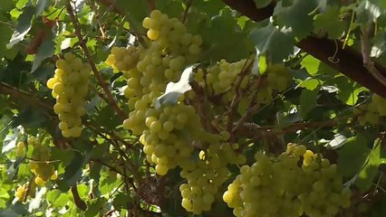 باستخدام تقنية متطورة.. مزارعو الأغوار الفلسطينية يقطفون أول محصول عنب خالي البذور