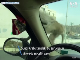 Babunların Suudi Arabistan’da Yiyecek Nöbeti