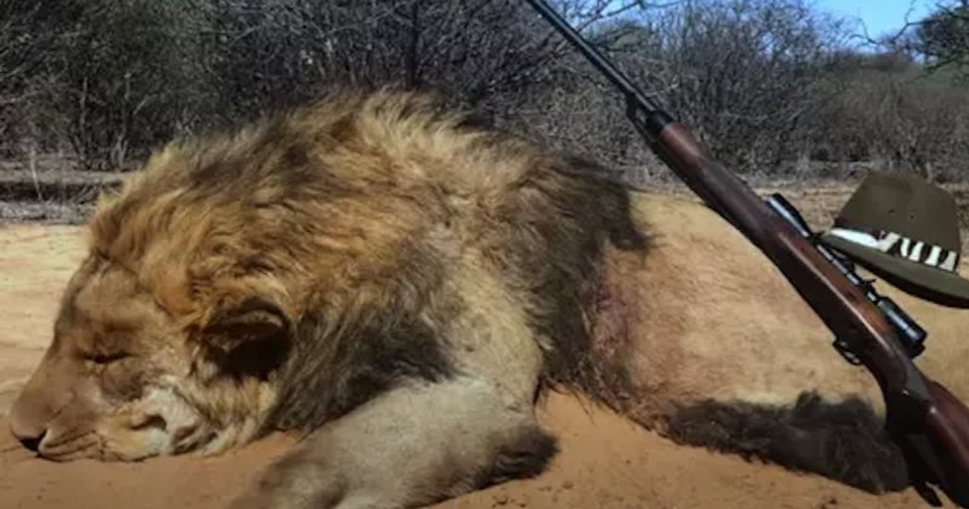 Afrique du Sud : 12 000 lions enfermés pour être chassés par de riches touristes