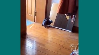 Funny Cats ✪ Cute and Baby Cats