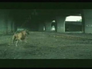 Commercials - Dog Suicide