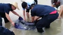 Chinese police and fishery workers rescue and send stranded dolphin back to sea