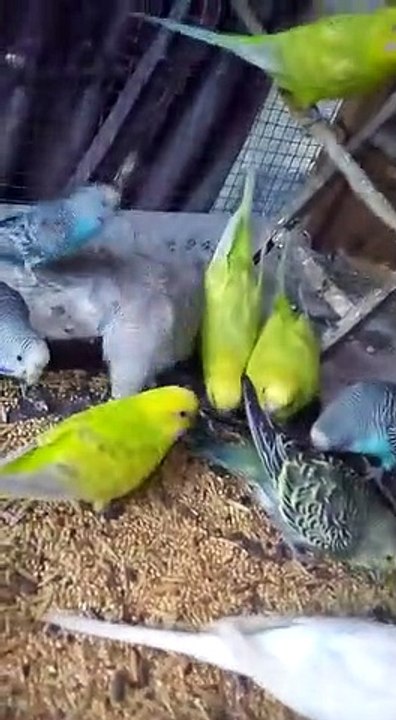 Birds vlogs