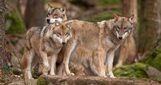 Désormais, les loups restent une espèce protégée même s'ils s'approchent d'une zone habitée