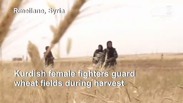 Kurdish female volunteers guard wheat fields against jihadists threat