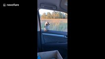 Australian man rescues a kookaburra and it won't leave him alone