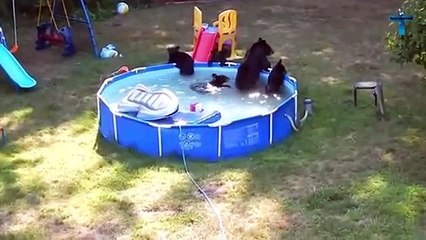 Top 10 Most Incredible Cases Of Wildlife In People's Homes