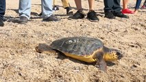 Representantes de sanitarios devuelven al mar cinco tortugas