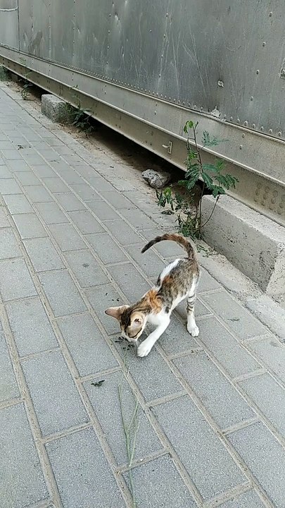 Baby cat playing