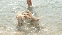 Comienza la temporada de baño en la playa canina de Pinedo