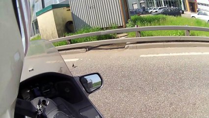 Rider Escorts Ducklings to Safety